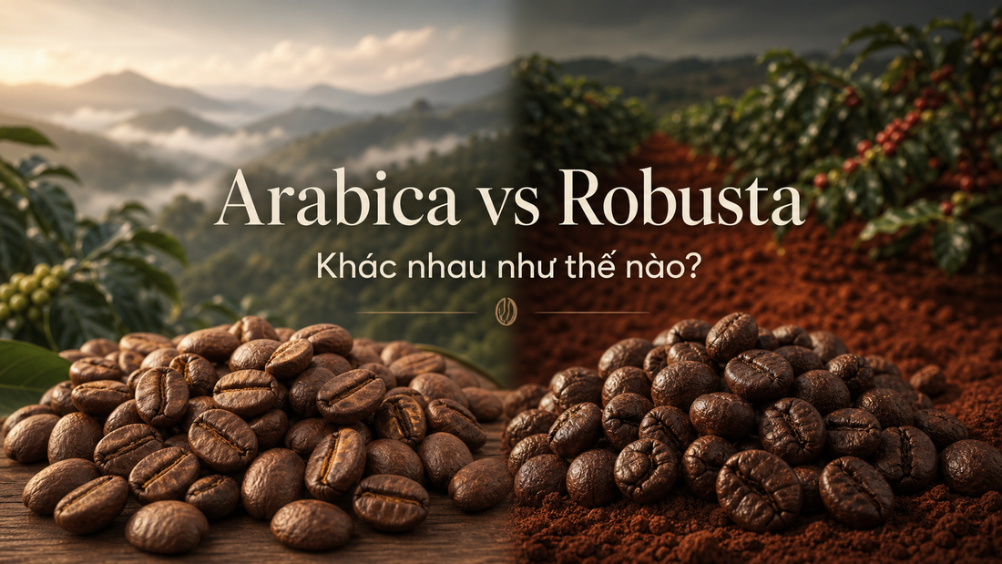 Arabica và Robusta khác nhau như thế nào?